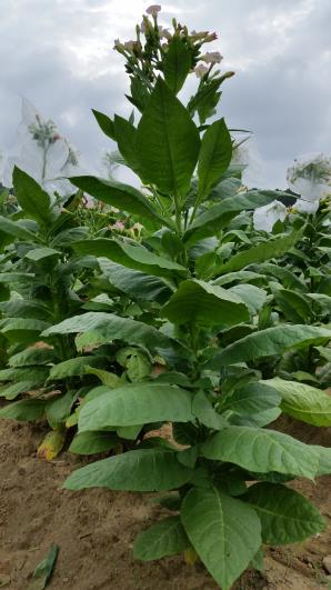 PLANT